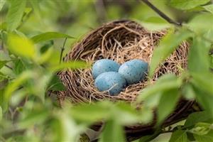 Birds Nest